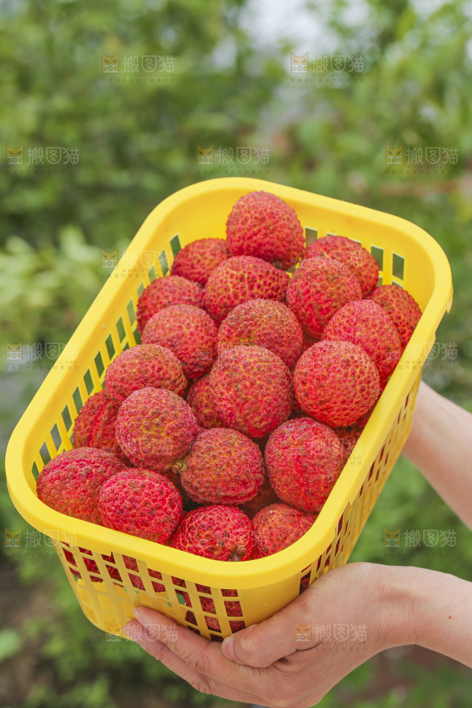 手里拿着无核荔枝