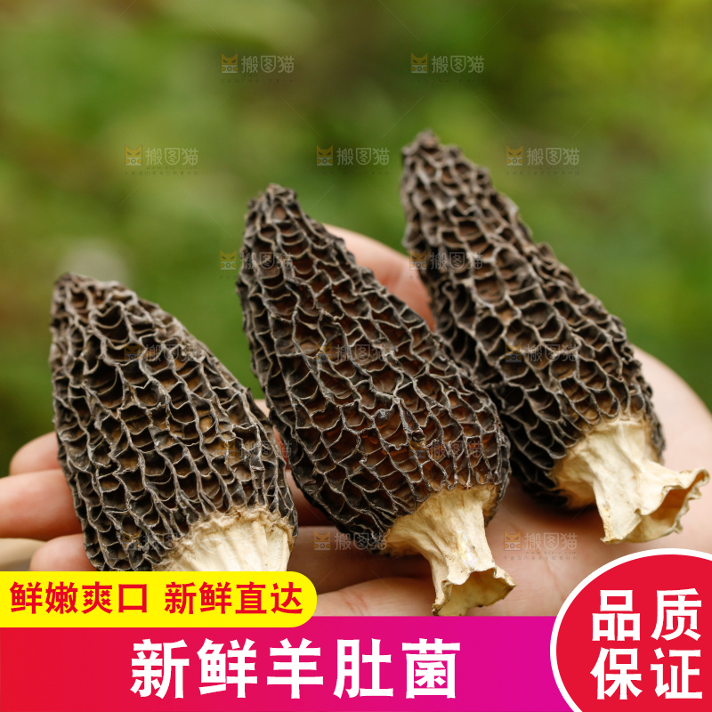 深底上的羊肚菌