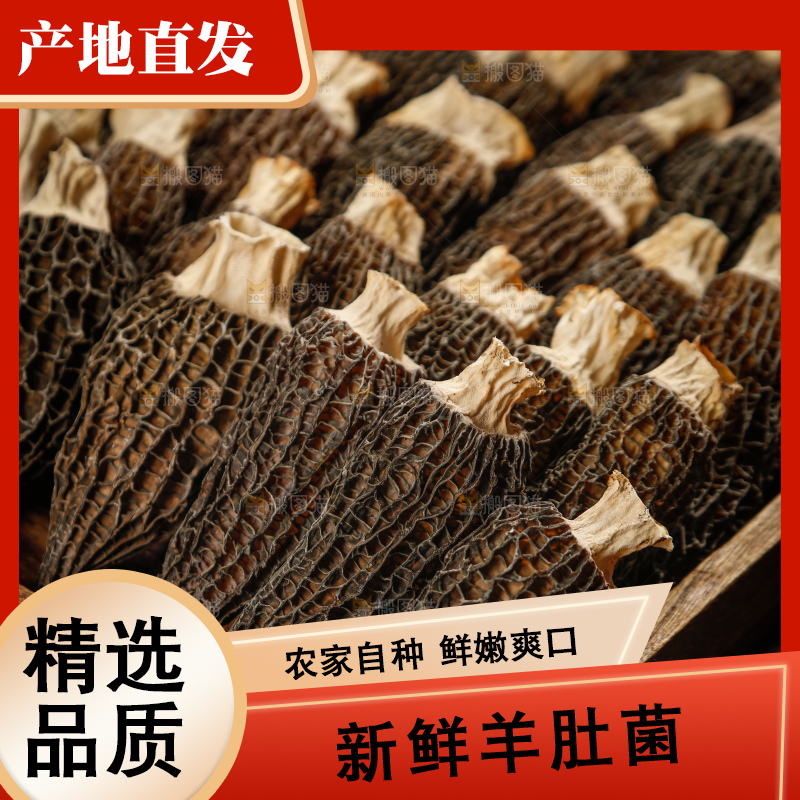 深底上的羊肚菌