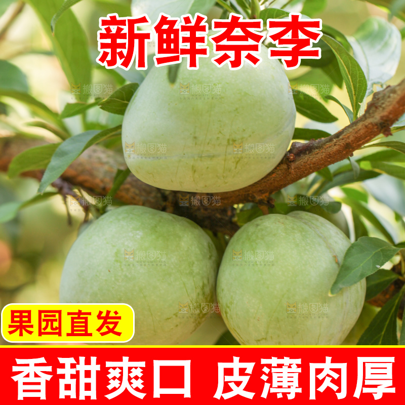 浅底上的奈李