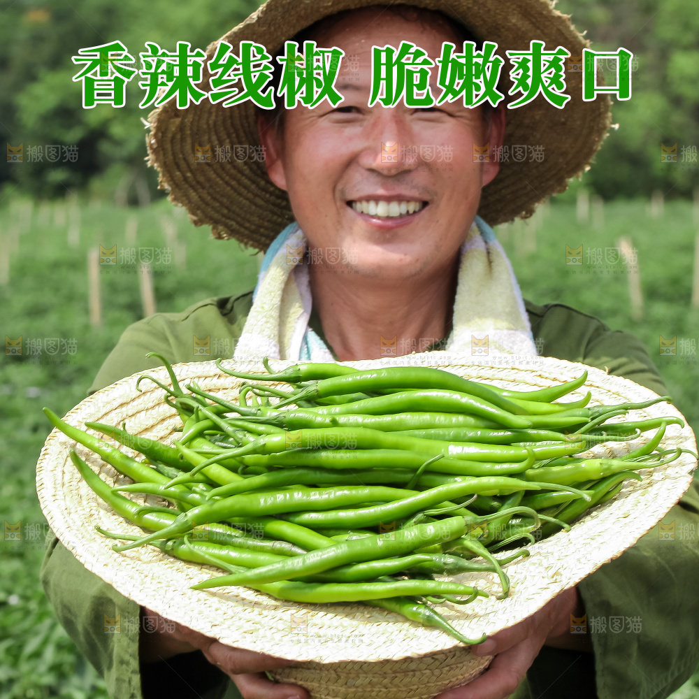 青线椒主图