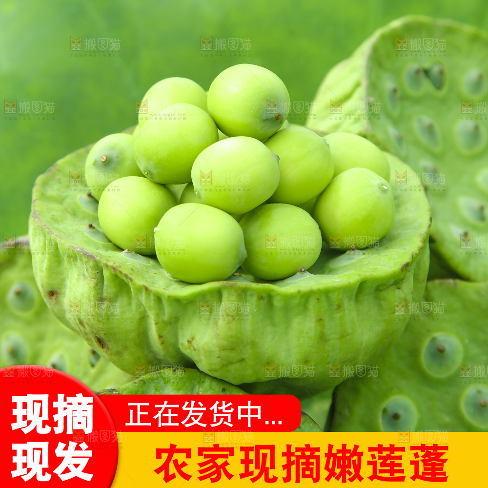 莲蓬主图