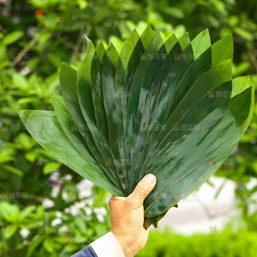手里拿着新鲜粽叶