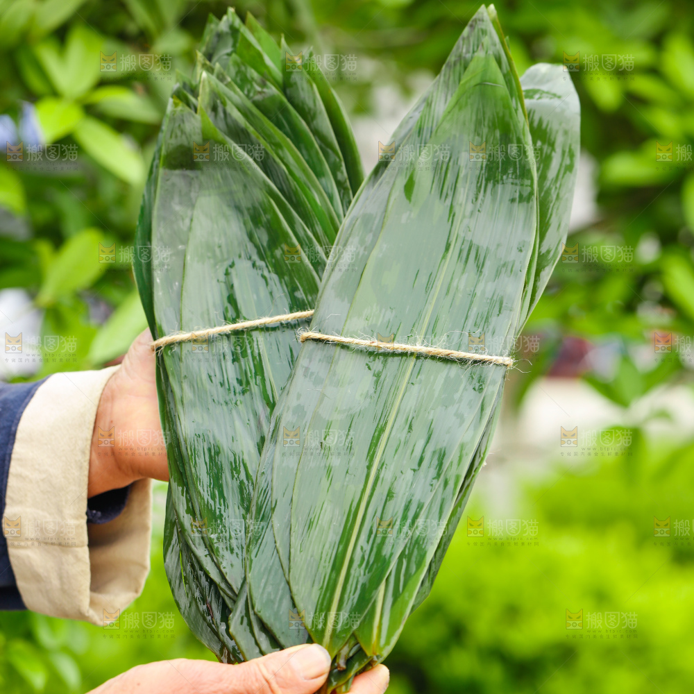手里拿着新鲜粽叶