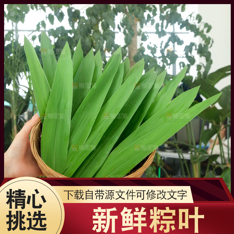 手里拿着新鲜粽叶