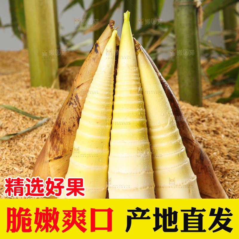 谷堆上的春雷笋