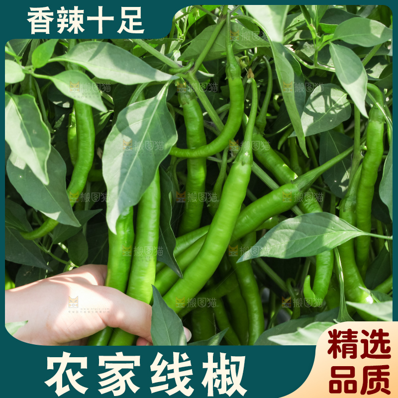 手里拿着现摘线椒
