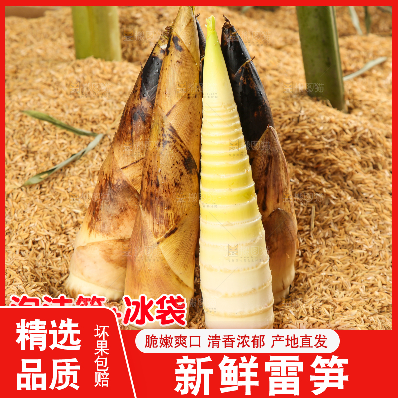 春雷笋主图