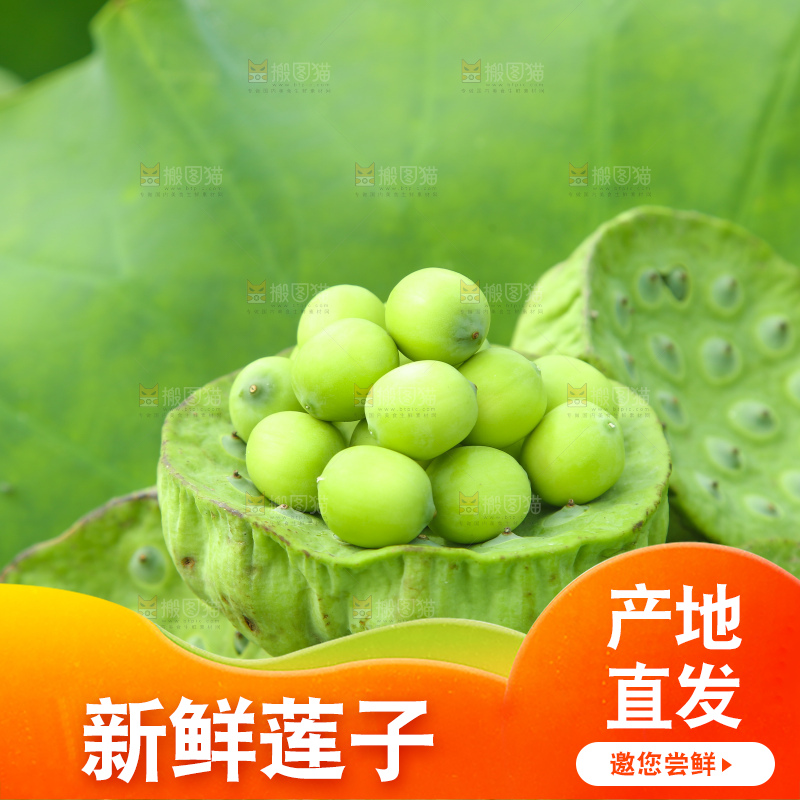 浅底上的莲子
