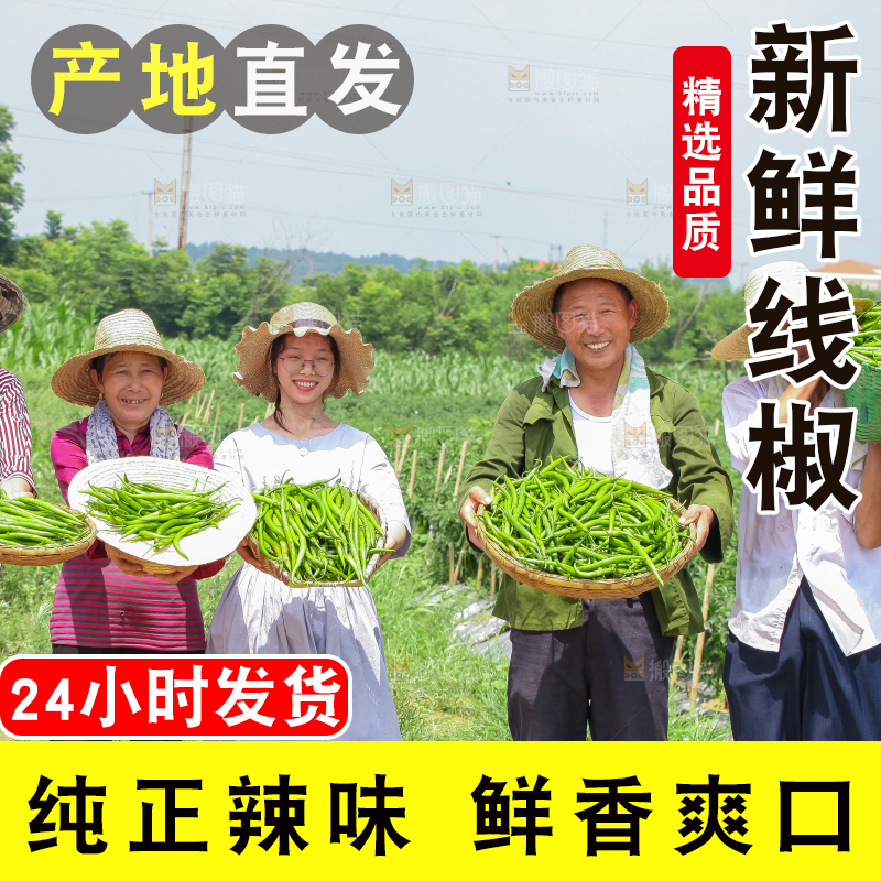 手里拿着现摘线椒