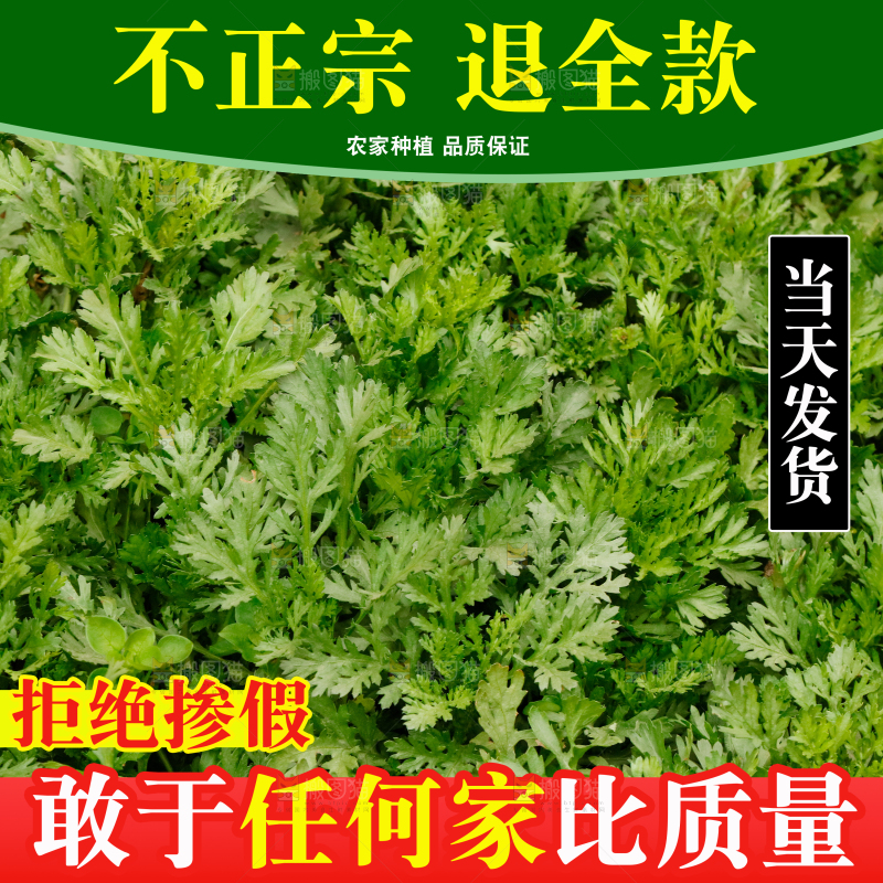 茼蒿主图