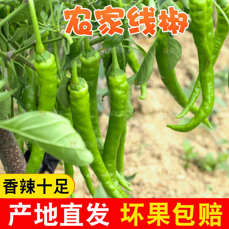 手里拿着现摘线椒