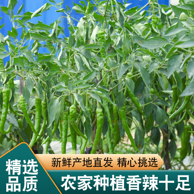 手里拿着现摘线椒