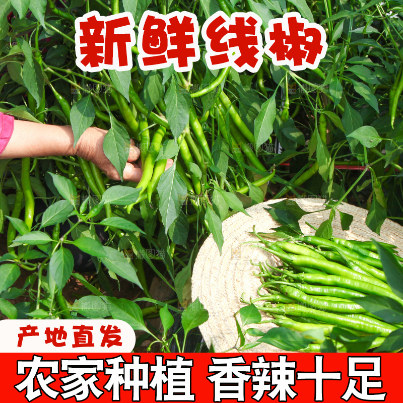 手里拿着现摘线椒