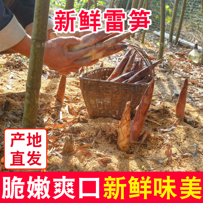 谷堆上的春雷笋