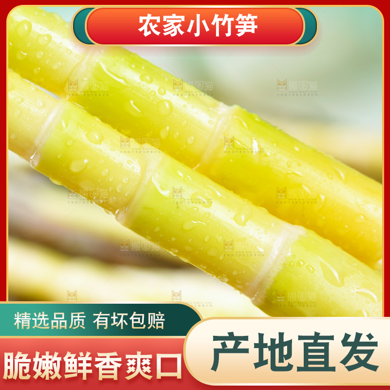 浅底上的小竹笋