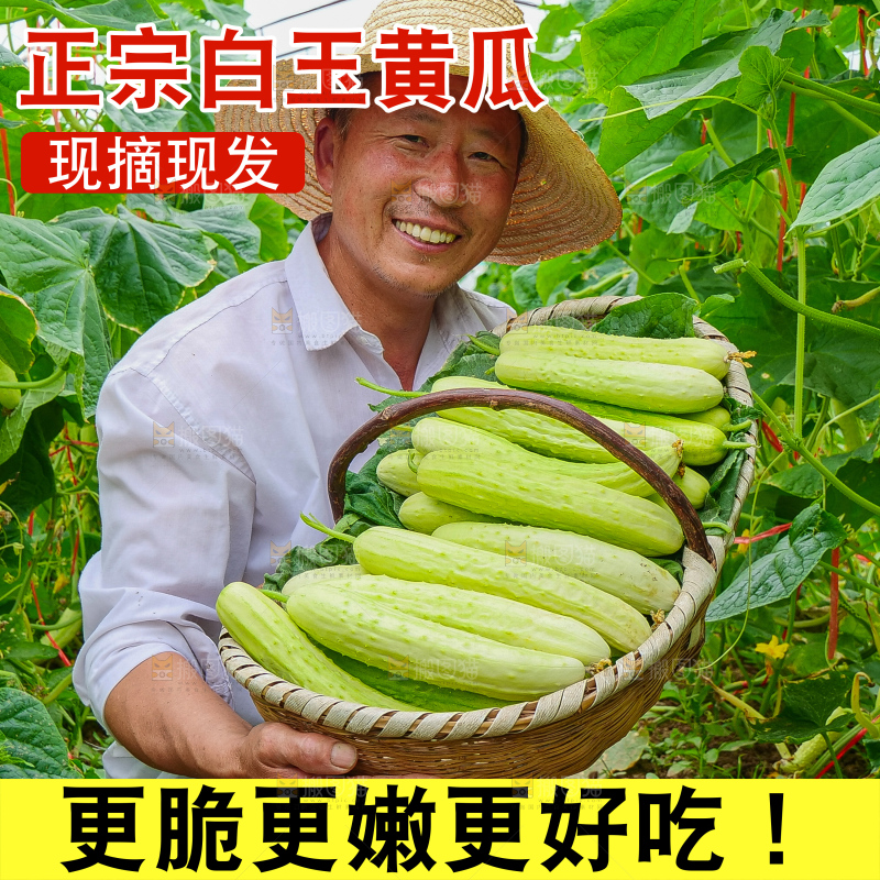 白玉黄瓜主图