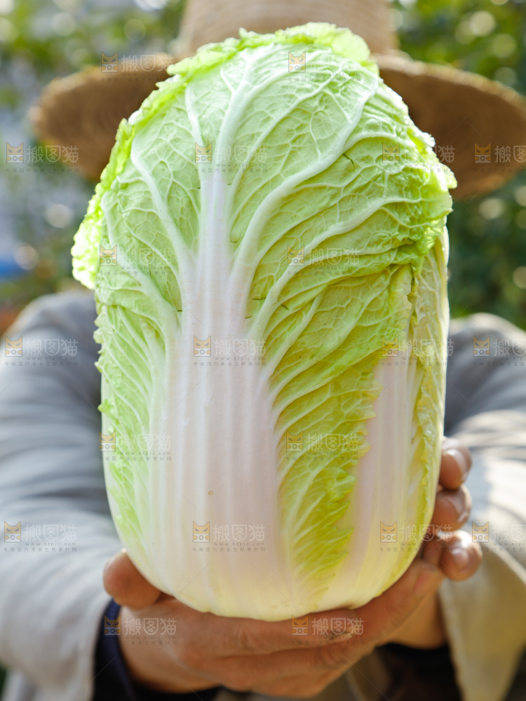 深底上的大白菜