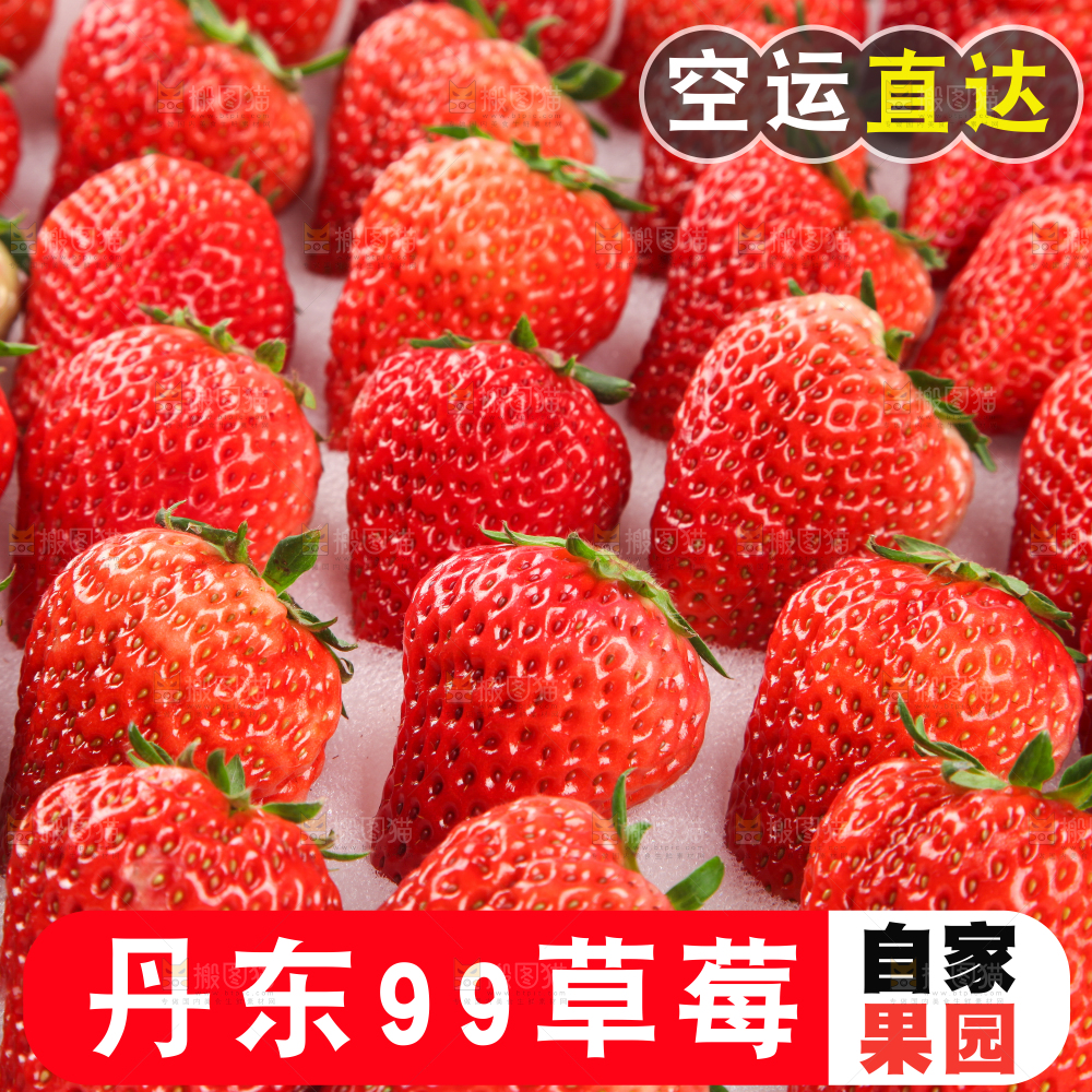 草莓主图