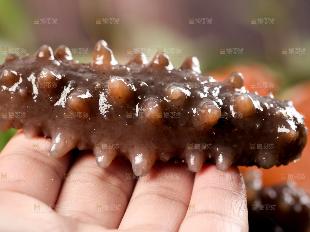 深底上的海参