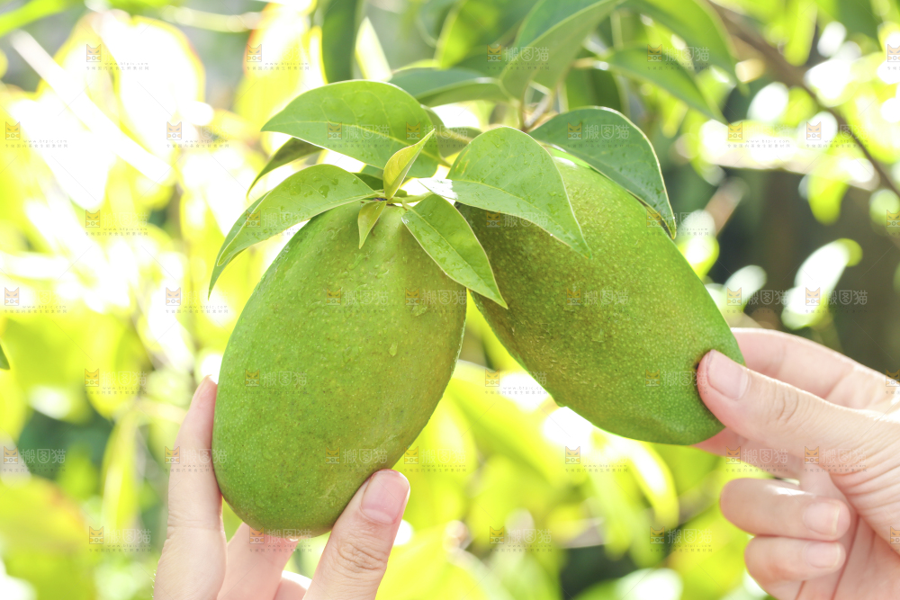 深底上的椰香芒