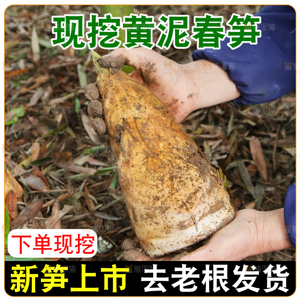 黄泥春笋主图