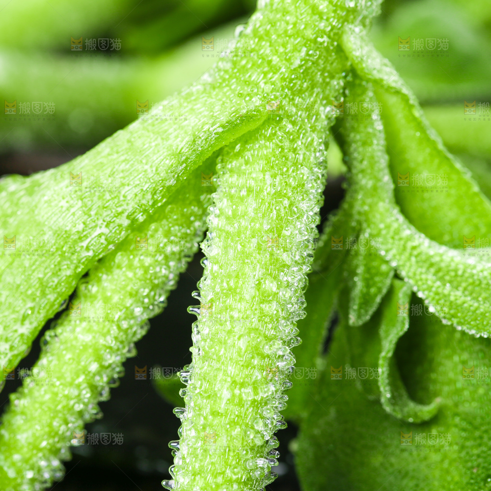 深底上的冰草