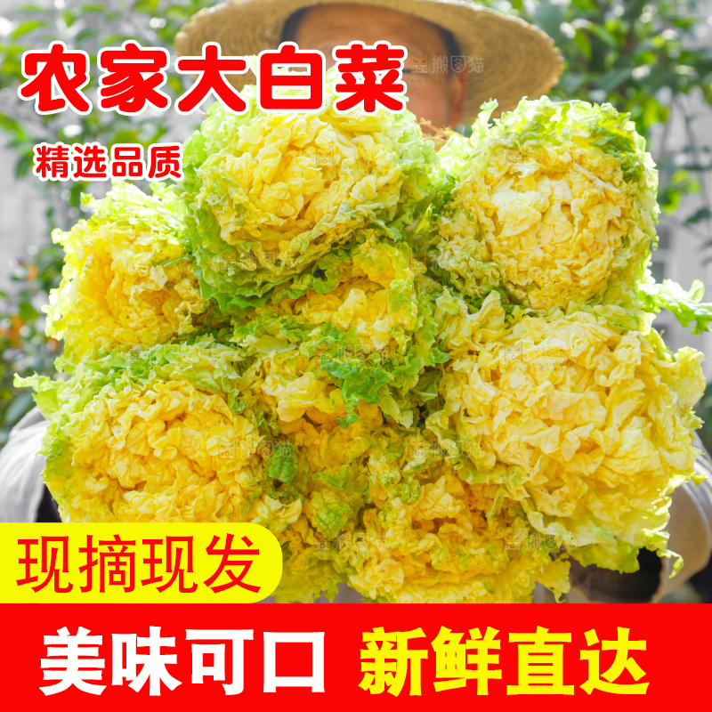 深底上的大白菜
