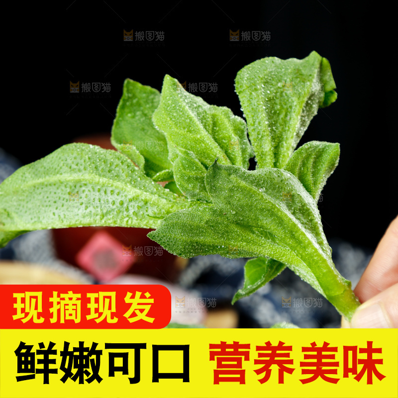 深底上的冰草