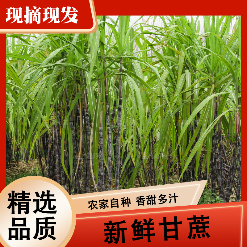 深底上的黑皮甘蔗