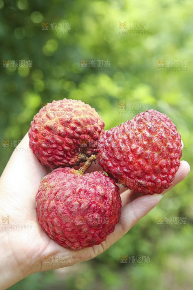 手里拿着荔枝王
