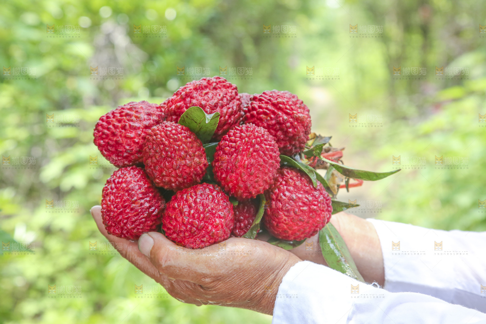 手里拿着荔枝王