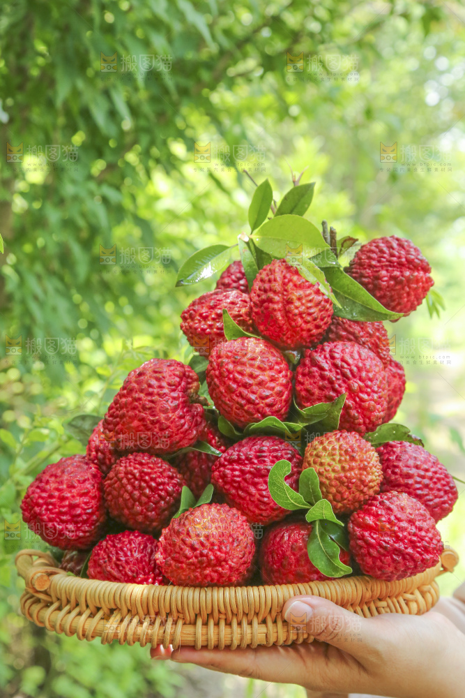 手里拿着荔枝王