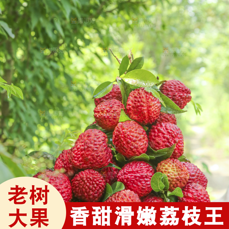 手里拿着荔枝王