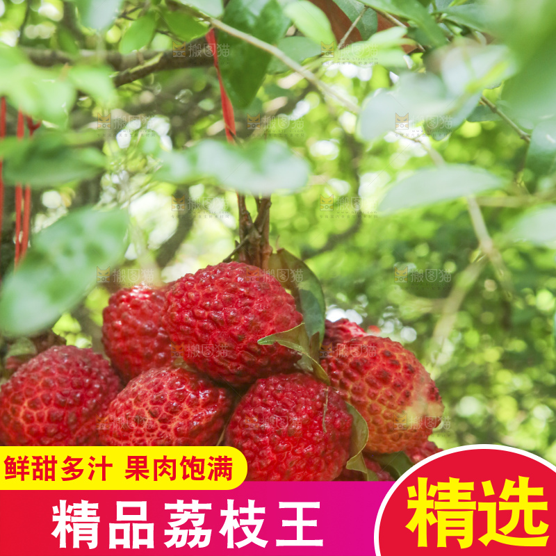 手里拿着荔枝王