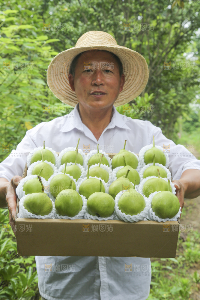 手里拿着早酥梨