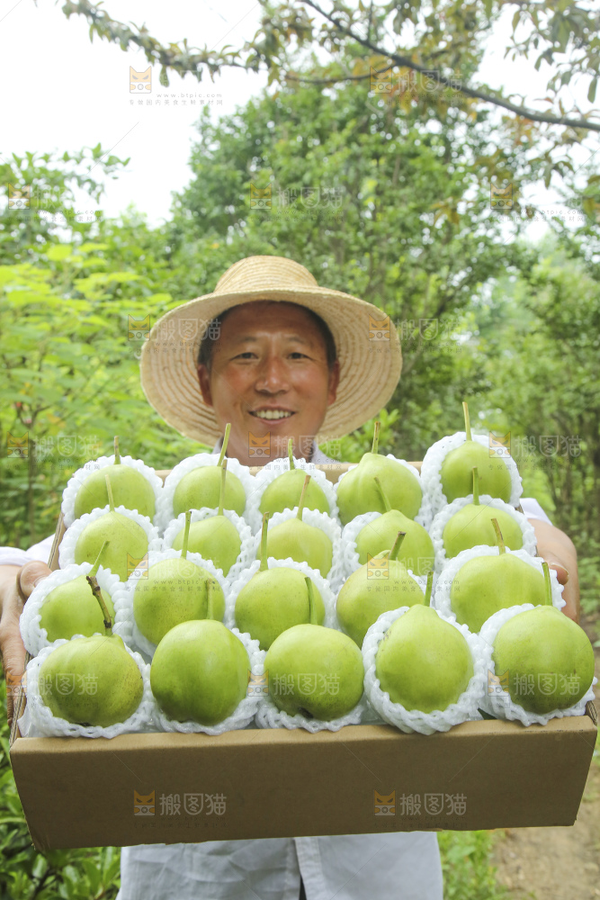 手里拿着早酥梨