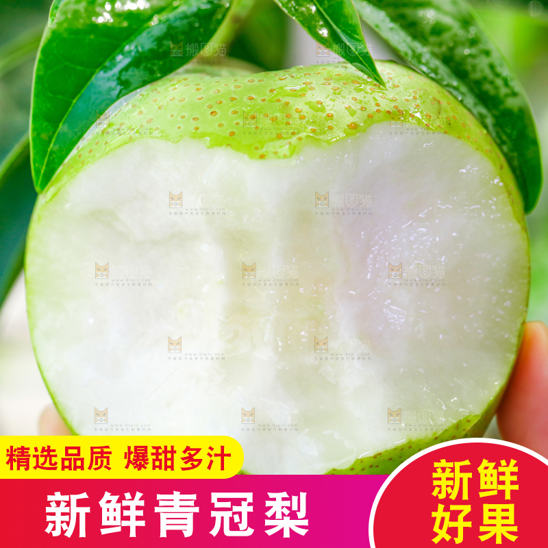 浅底上的青冠梨