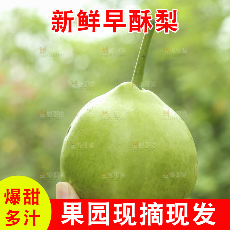 手里拿着早酥梨