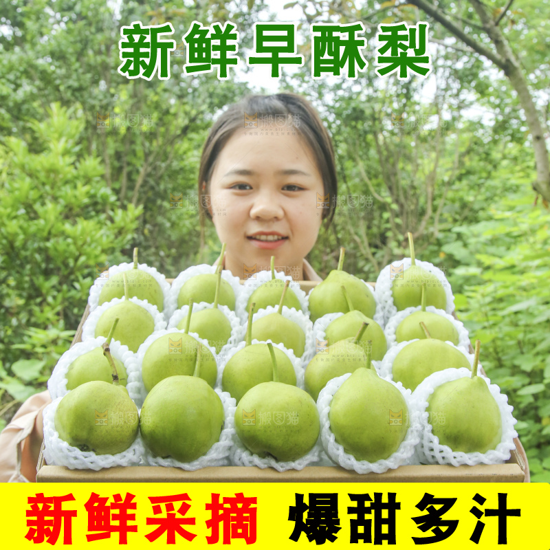 手里拿着早酥梨