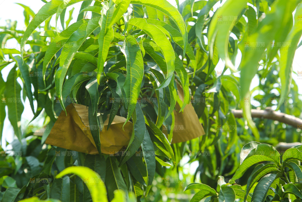 手里拿着黄蜜桃