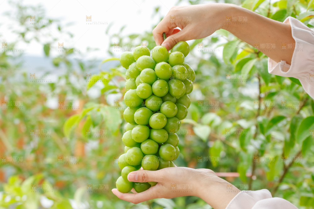 手里拿着阳光玫瑰