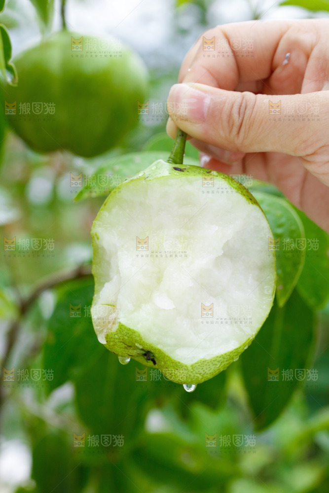 手里拿着早酥梨