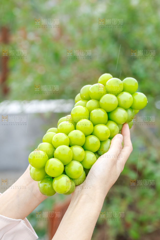手里拿着阳光玫瑰