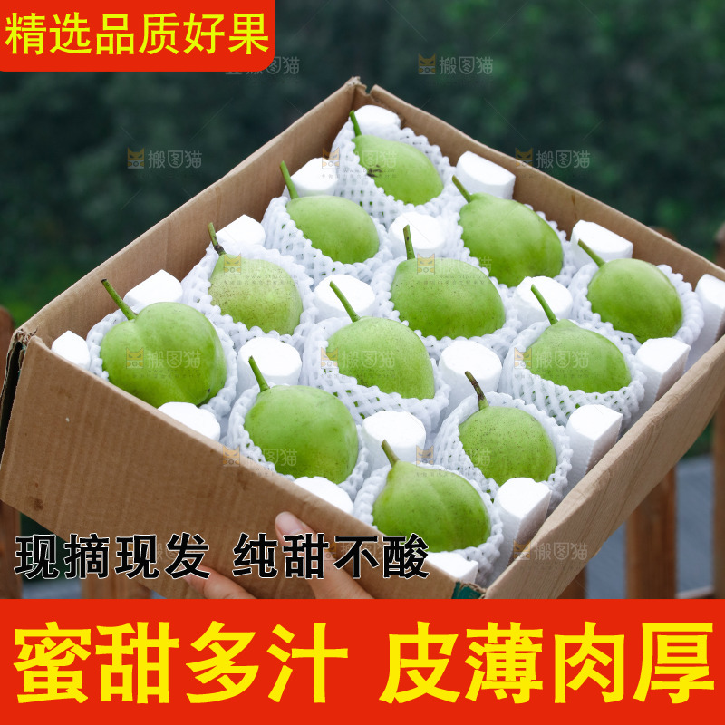 手里拿着早酥梨