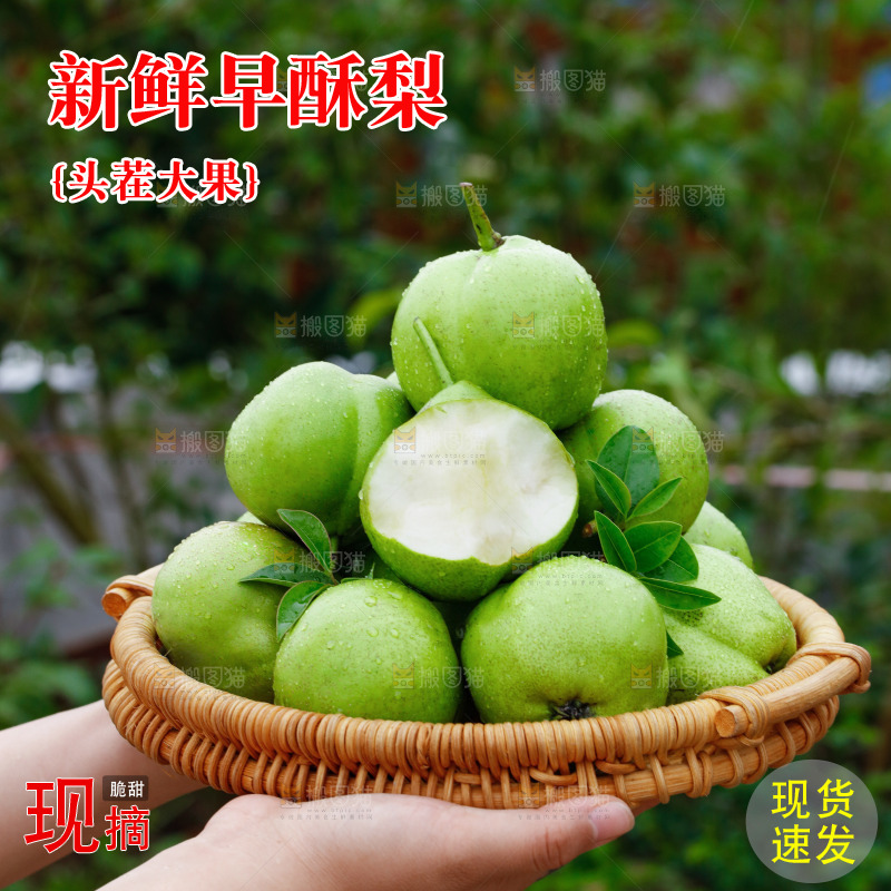 手里拿着早酥梨