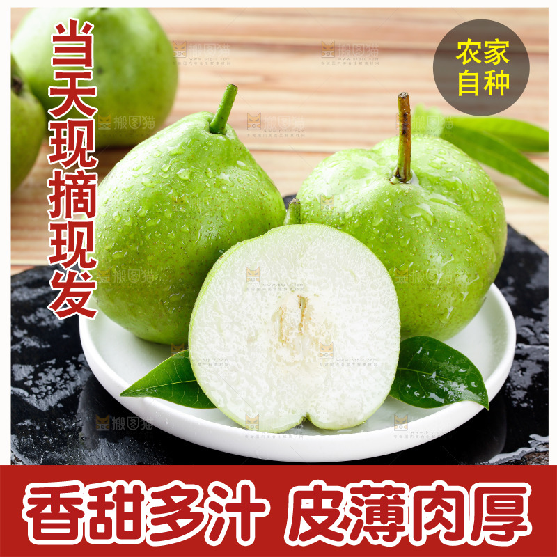 浅底上的早酥梨