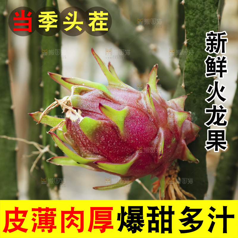 手里拿着红心火龙果