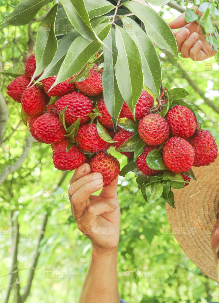 手里拿着荔枝王