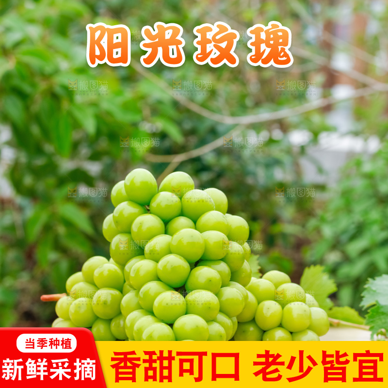 草地上放着阳光玫瑰青提